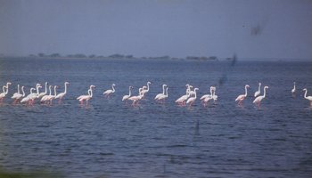 Pulicat Lake, Sulluru Peta